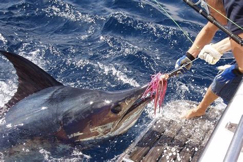 Big Game Fishing near Albufeira (Feb 2024) .